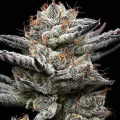 Black Cherry Gushers - BARNEY'S FARM