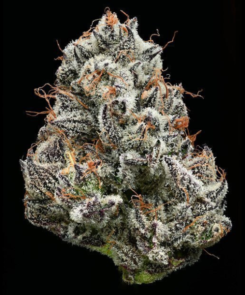 Black Cherry Gushers - BARNEY'S FARM | TanieSianie.pl