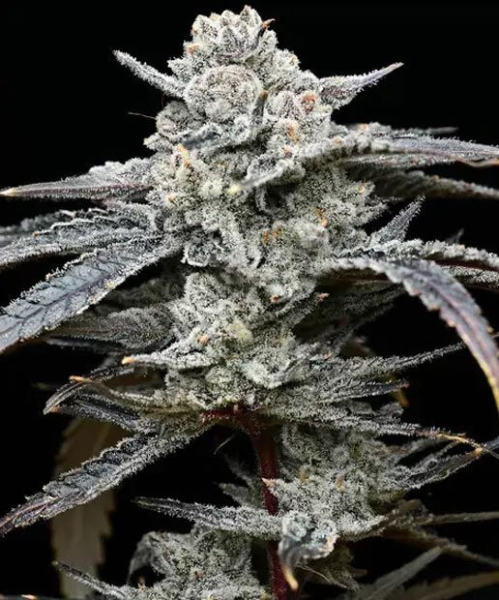 Lemon Cherry Gelato - BARNEY'S FARM | TanieSianie.pl