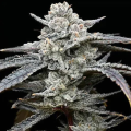 Lemon Cherry Gelato - BARNEY'S FARM