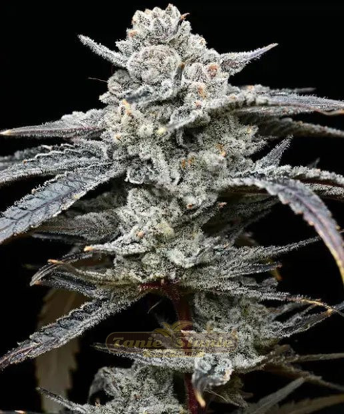Lemon Cherry Gelato - BARNEY'S FARM | TanieSianie.pl