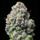 Lemon Cherry Gelato - BARNEY'S FARM | TanieSianie.pl