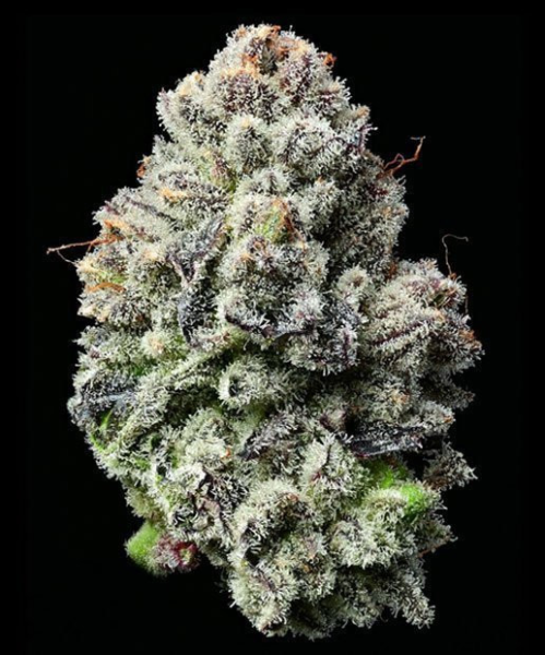 Lemon Cherry Gelato - BARNEY'S FARM | TanieSianie.pl
