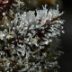 Lemon Cherry Gelato - BARNEY'S FARM | TanieSianie.pl