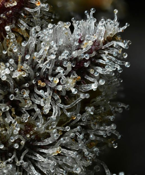 Lemon Cherry Gelato - BARNEY'S FARM | TanieSianie.pl