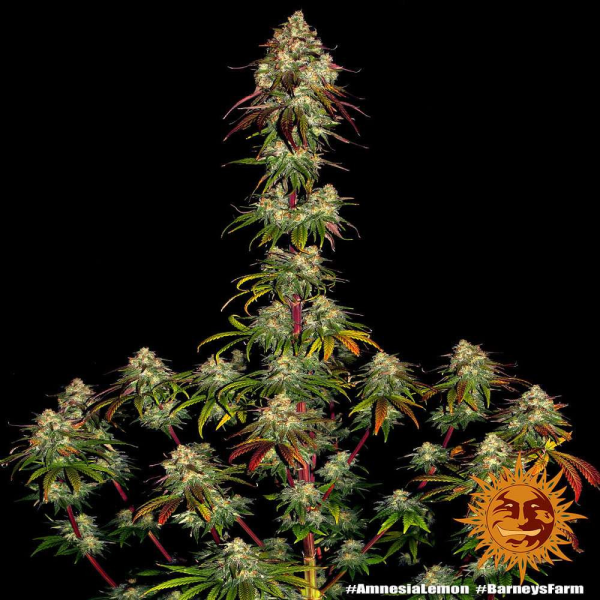 Amnesia Lemon - BARNEY’S FARM | TanieSianie.pl