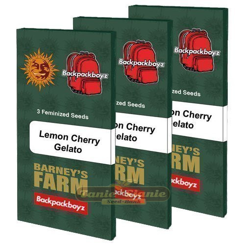 Lemon Cherry Gelato - BARNEY'S FARM | TanieSianie.pl