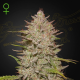 Chemical Candy Auto - GREEN HOUSE SEEDS | TanieSianie.pl