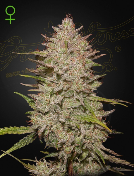 Chemical Candy Auto - GREEN HOUSE SEEDS | TanieSianie.pl