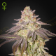 Black Toffee Auto - GREEN HOUSE SEEDS | TanieSianie.pl