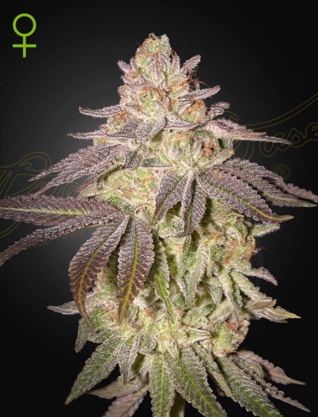 Black Toffee Auto - GREEN HOUSE SEEDS | TanieSianie.pl