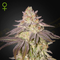 Black Toffee Auto - GREEN HOUSE SEEDS