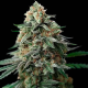 Amnesia Bubba F1 Auto | TanieSianie.pl