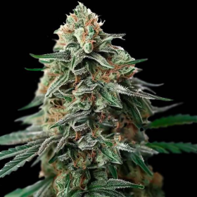 Amnesia Bubba F1 Auto | TanieSianie.pl