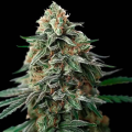 Amnesia Bubba F1 Auto