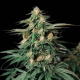 Amnesia Haze F1 Auto | TanieSianie.pl