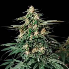 Amnesia Haze F1 Auto | TanieSianie.pl