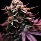 Gelato x Purple Punch F1 Auto | TanieSianie.pl