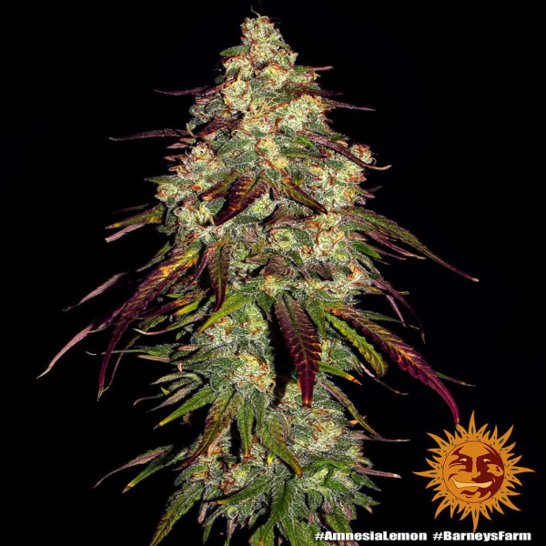 Amnesia Lemon - BARNEY’S FARM | TanieSianie.pl