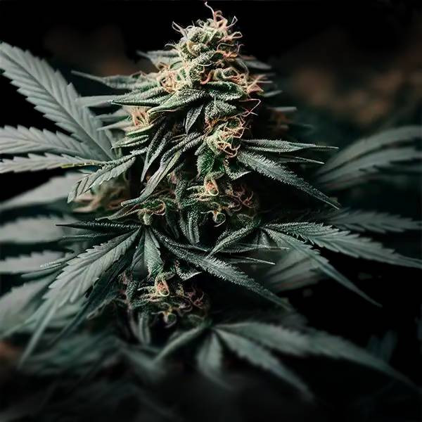 Gorilla Glue F1 Auto | TanieSianie.pl