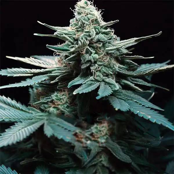 Green Poison F1 Auto | TanieSianie.pl