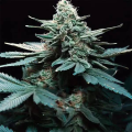 Green Poison F1 Auto