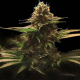 Lemon Haze F1 Auto | TanieSianie.pl
