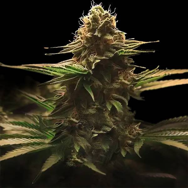 Lemon Haze F1 Auto | TanieSianie.pl