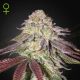 Sugarlato Auto - GREEN HOUSE SEEDS | TanieSianie.pl