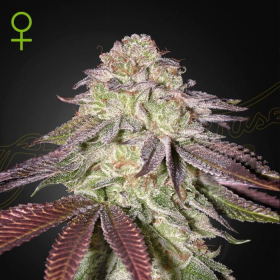 Sugarlato Auto - GREEN HOUSE SEEDS | TanieSianie.pl