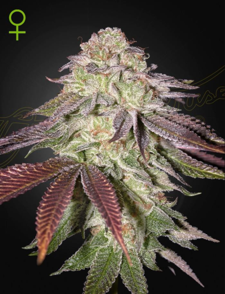 Sugarlato Auto - GREEN HOUSE SEEDS | TanieSianie.pl