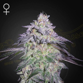 Nori Cake - GREEN HOUSE SEEDS | TanieSianie.pl