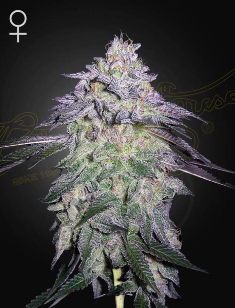 Nori Cake - GREEN HOUSE SEEDS | TanieSianie.pl