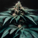 Northern Light F1 Auto | TanieSianie.pl