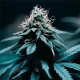 Strawberry Haze F1 Auto | TanieSianie.pl