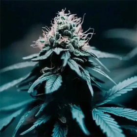 Strawberry Haze F1 Auto | TanieSianie.pl