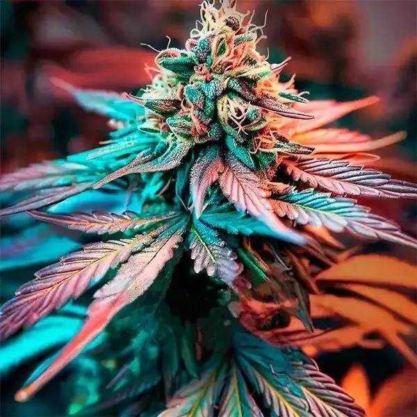 Sweet Afghan Delicious F1 Auto | TanieSianie.pl