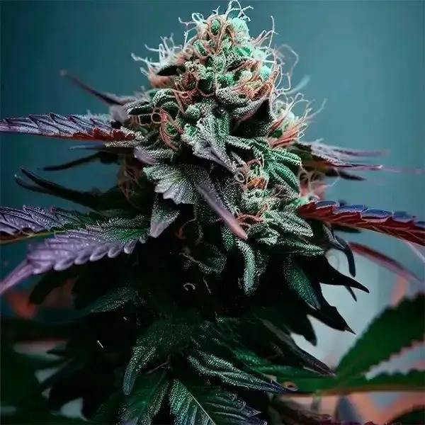 Zkittlez x Purple Punch F1 Auto | TanieSianie.pl