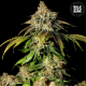 Auto Bruce Banner #5 - BULK SEED BANK | TanieSianie.pl