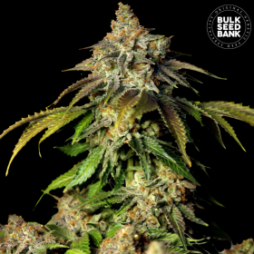 Auto Bruce Banner #5 - BULK SEED BANK | TanieSianie.pl