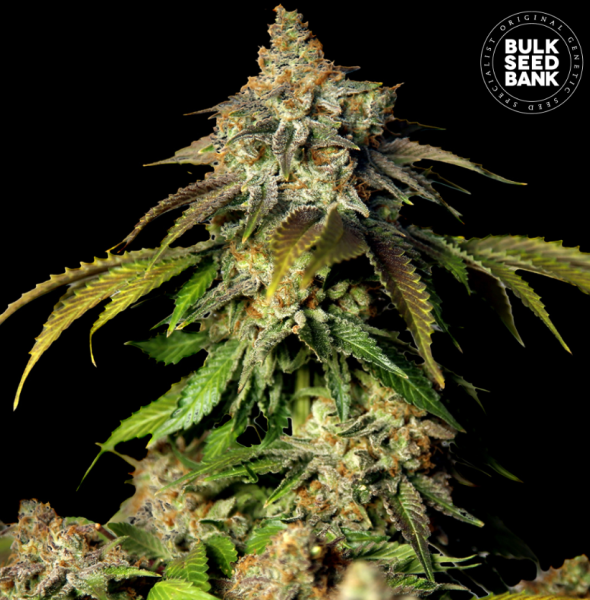 Auto Bruce Banner #5 - BULK SEED BANK | TanieSianie.pl