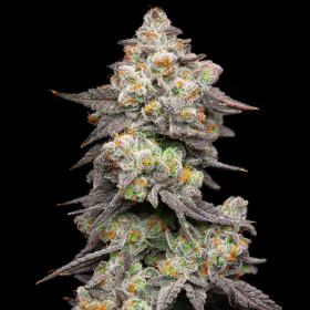 Acai Grapes - COOKIES SEEDS | TanieSianie.pl