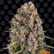 Blue Cheese - BARNEY’S FARM | TanieSianie.pl