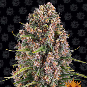 Blue Cheese - BARNEY’S FARM | TanieSianie.pl