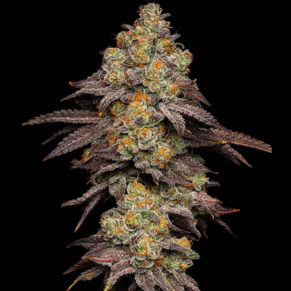 Big Z - COOKIES SEEDS | TanieSianie.pl