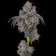 Blueberry Cherries - COOKIES SEEDS | TanieSianie.pl