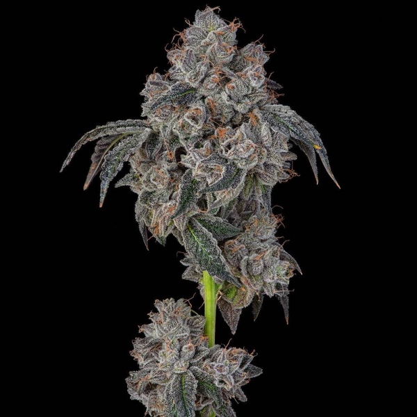 Blueberry Cherries - COOKIES SEEDS | TanieSianie.pl