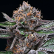 Candy Candy - COOKIES SEEDS | TanieSianie.pl