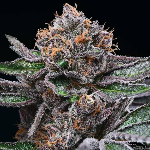 Candy Candy - COOKIES SEEDS | TanieSianie.pl