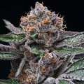 Candy Candy - COOKIES SEEDS